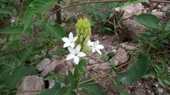 Mandevilla grata