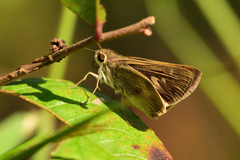 Polites vibex praeceps