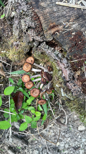 Desarmillaria tabescens