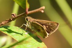 Polites vibex praeceps