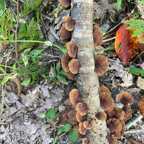 Daedaleopsis confragosa tricolor