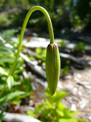 Lilium columbianum