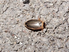 Lancetes lanceolatus