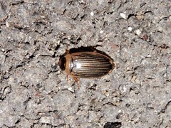 Lancetes lanceolatus