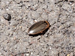 Lancetes lanceolatus