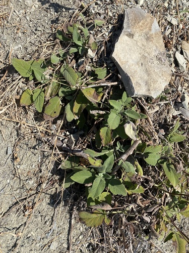 Mount Olympus Sage (Salvia ringens)