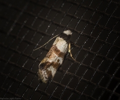 Isomoralla gephyrota