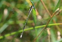 Lestes undulatus