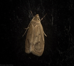 Chezala silvestris