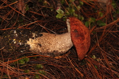 Leccinum monticola