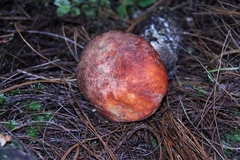 Leccinum monticola