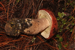 Leccinum monticola