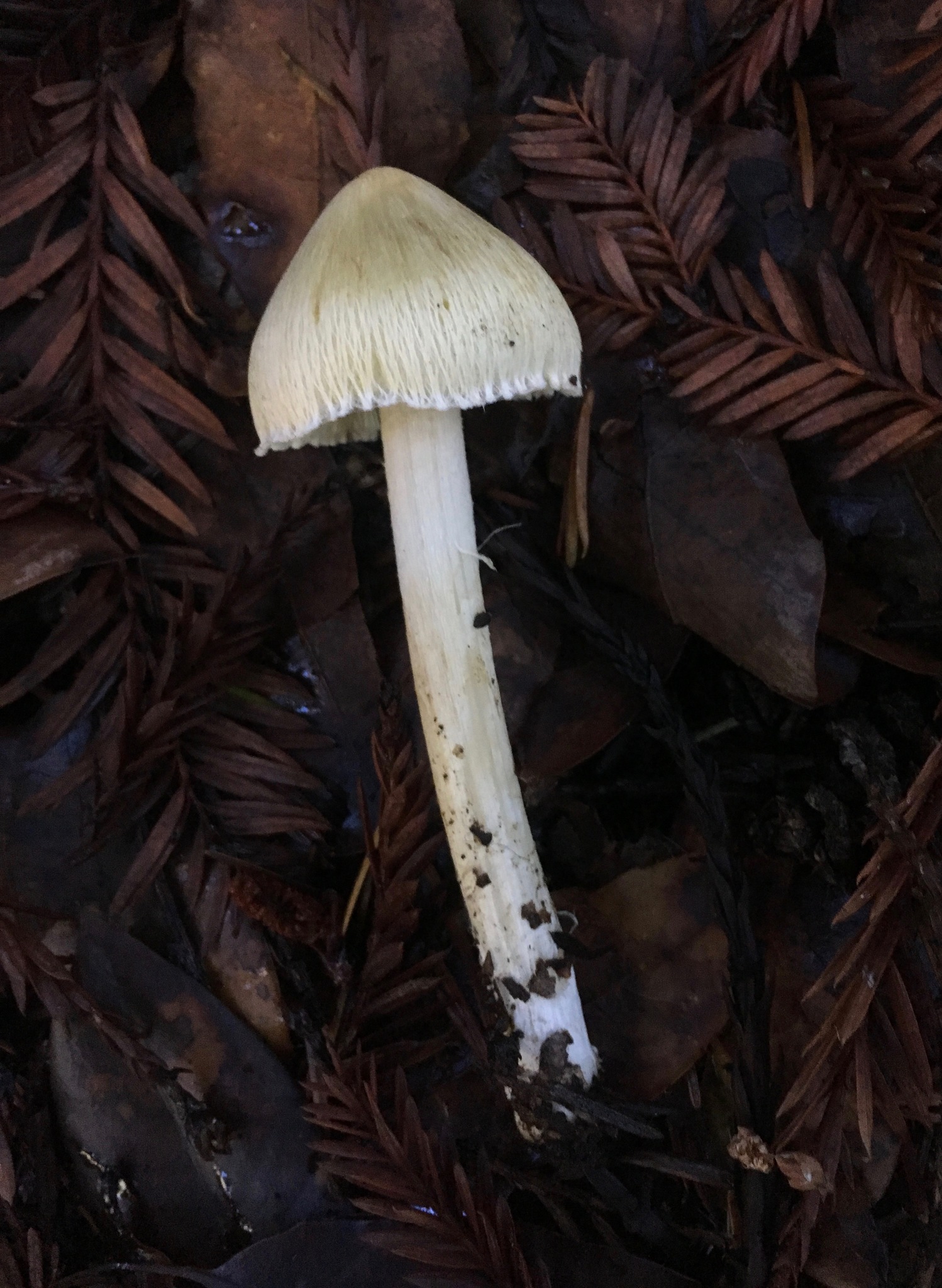 Inocybe sororia image
