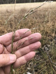 Amphibromus nervosus