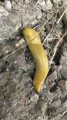 Ariolimax brachyphallus