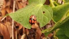 Botanochara angulata