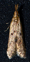 Dichomeris punctipennella