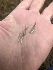 Amphibromus nervosus