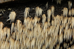 Pterulicium