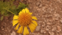 Gaillardia megapotamica