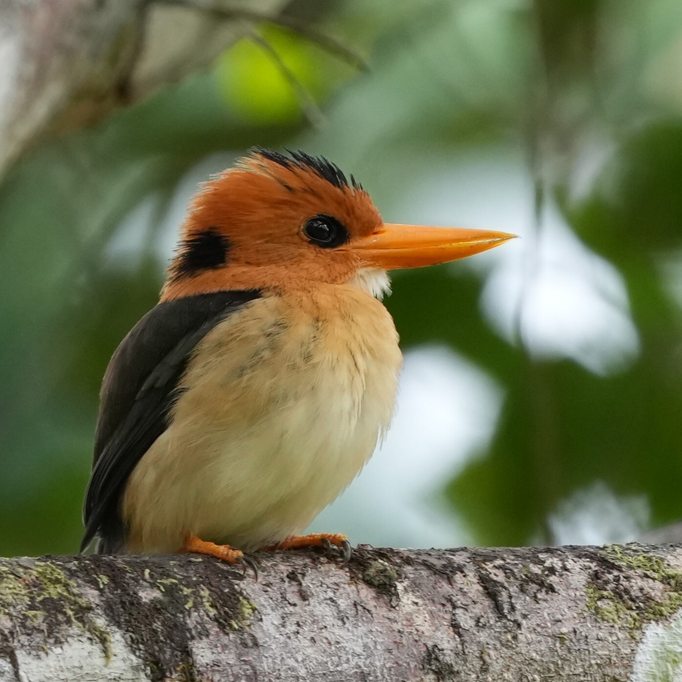 Yellow-billed Kingfisher (Syma torotoro), photo 2
