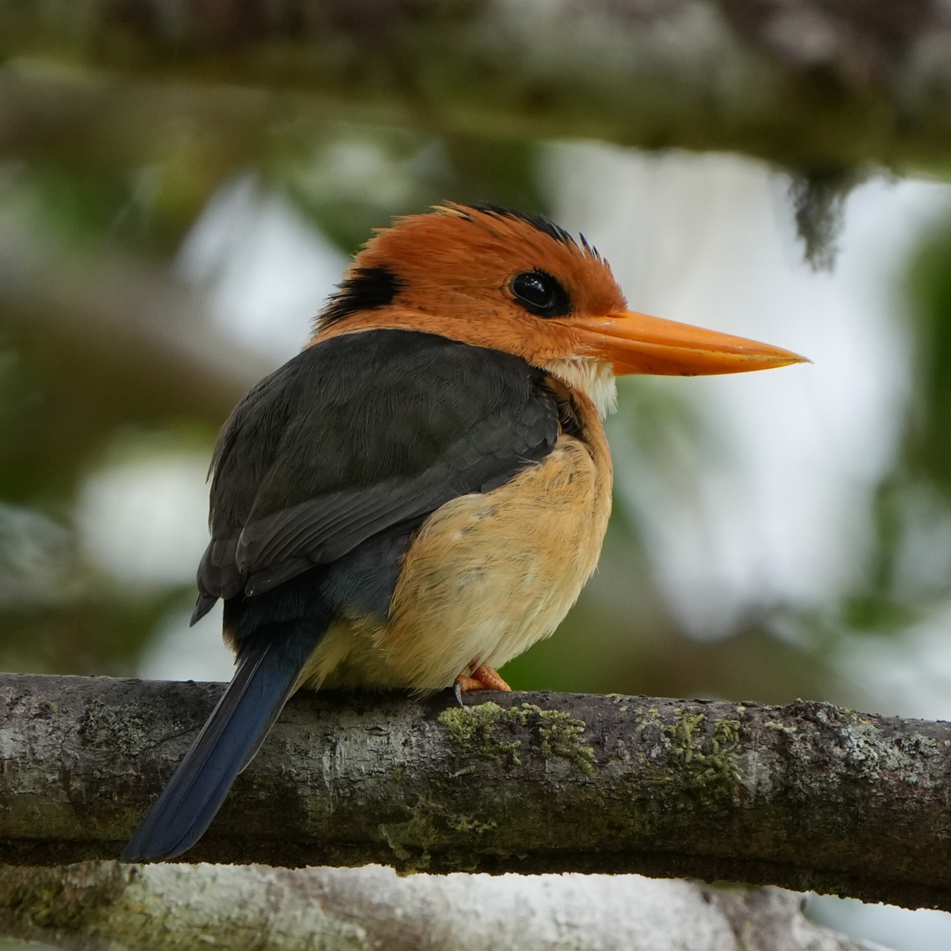 Yellow-billed Kingfisher (Syma torotoro), photo 4