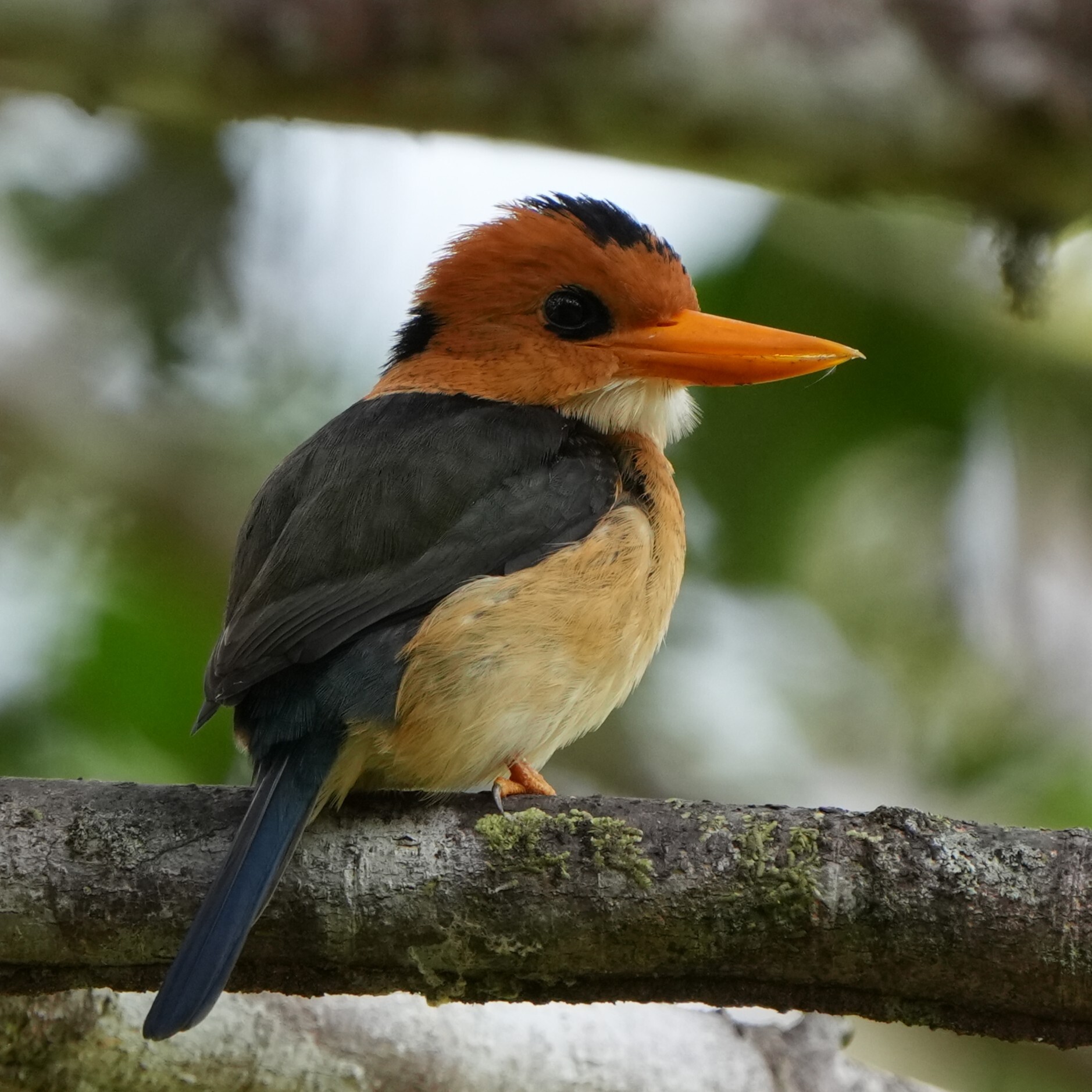 Yellow-billed Kingfisher (Syma torotoro), photo 3