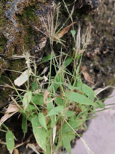 Arthraxon lancifolius observed 2025-09-28