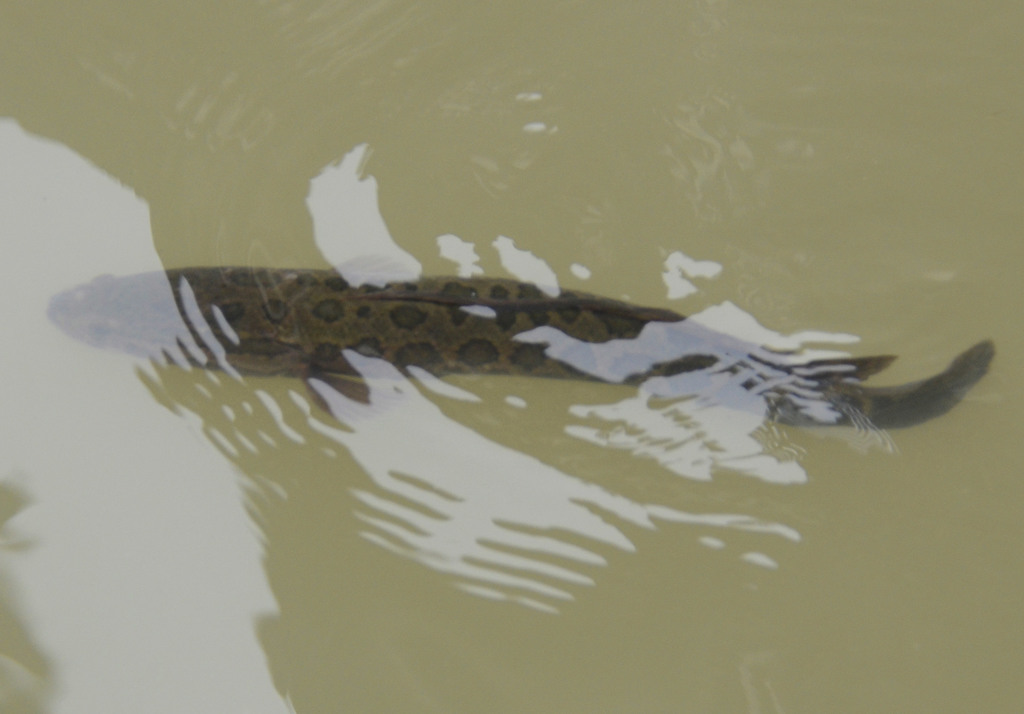Northern Snakehead (Channa argus)