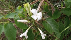 Mandevilla laxa