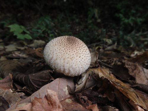 Lycoperdon perlatum
