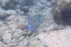 Balistes vetula