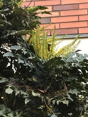 Berberis × hortensis