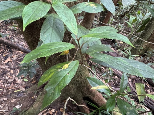 Coronanthera observed 2025-09-28