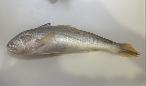 Pama croaker (Otolithoides pama) — Sciaenidae — 4