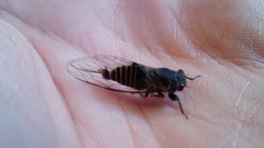 Popplepsalta notialis