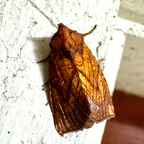 Sensitive Fern Borer Moth (Papaipema inquaesita)