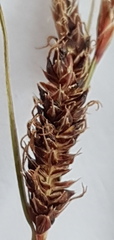 Carex devia