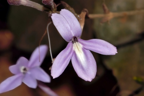 Pseuderanthemum subviscosum, photograph 1