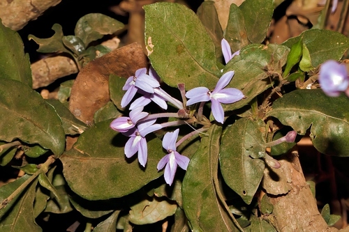 Pseuderanthemum subviscosum