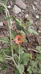 Sphaeralcea cordobensis