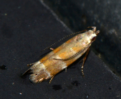 Battaristis vittella