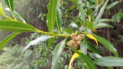 Kageneckia lanceolata