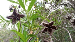 Kageneckia lanceolata