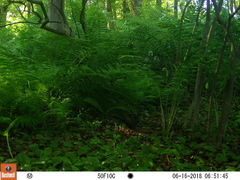 Dumetella carolinensis