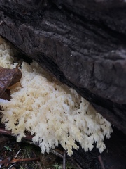 Hericium abietis