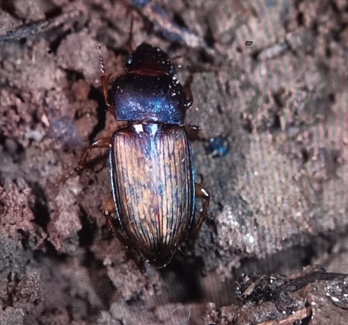 Harpalus pallidipennis