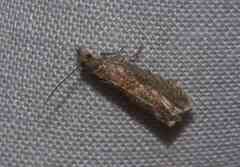 Dichrorampha aeratana