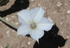 Convolvulus hermanniae