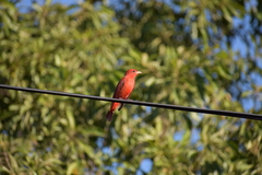 Piranga rubra
